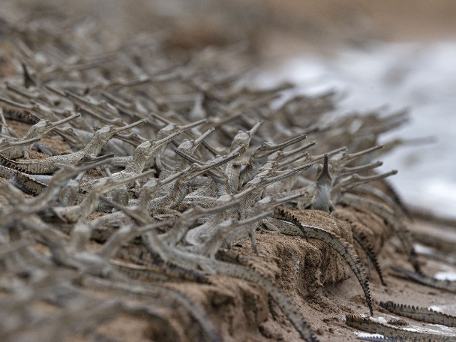 The Gharials Of River Chambal