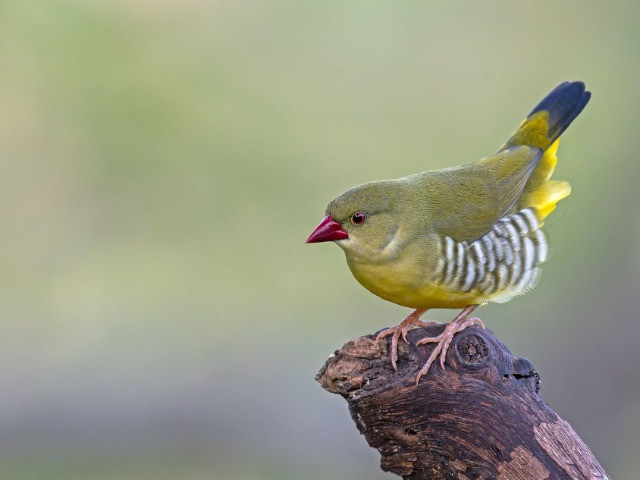 The Green Avadavats Of Mount Abu