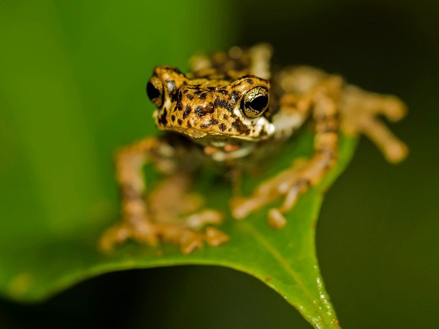 The Malabar Tree Toad Dilemma