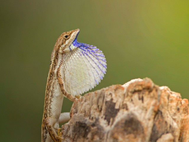 The 'Duel' Purpose Of A Fan-Throated Lizard's Dewlap