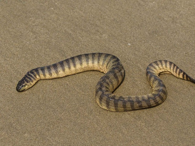 Snakes On A Boat