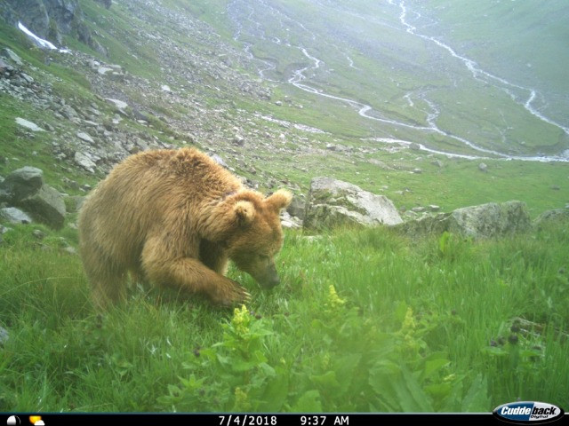 My Unexpected Encounter With A Himalayan Brown Bear