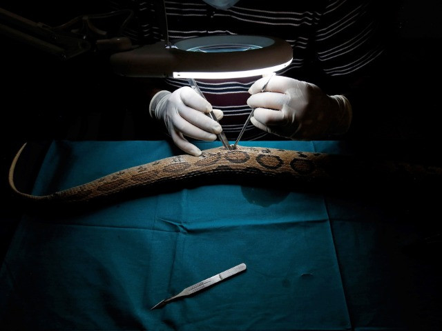 Radio Telemetry Welcomes A New Era For Snake Research