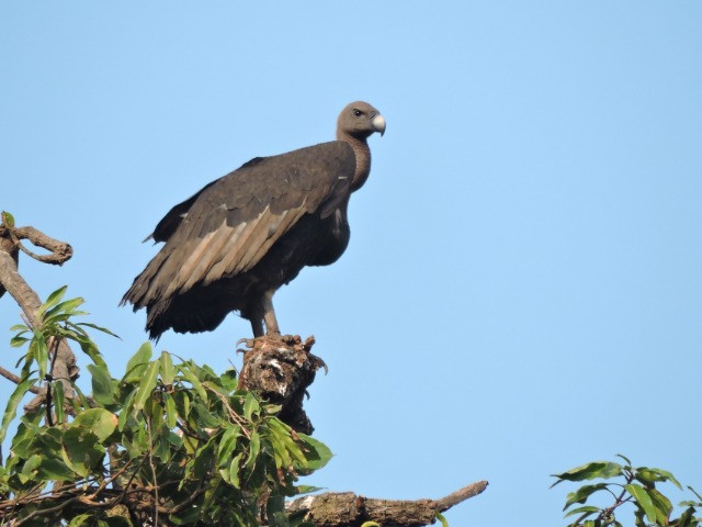 Saving Maharashtra's Vultures From Extinction