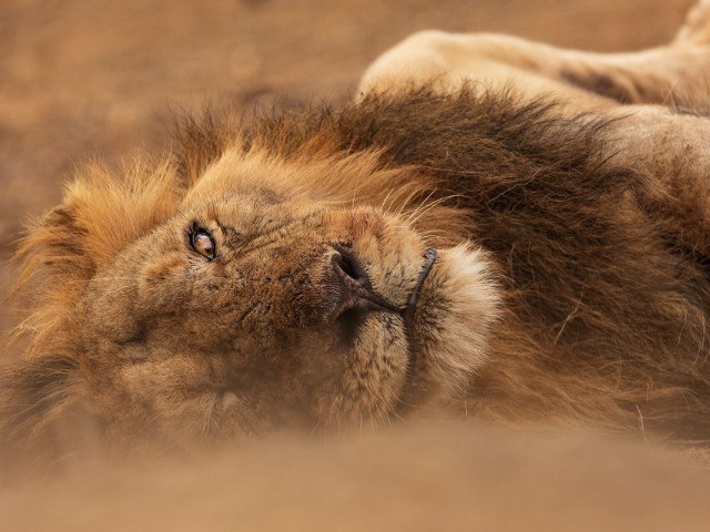 Snapshots From Sasan Gir