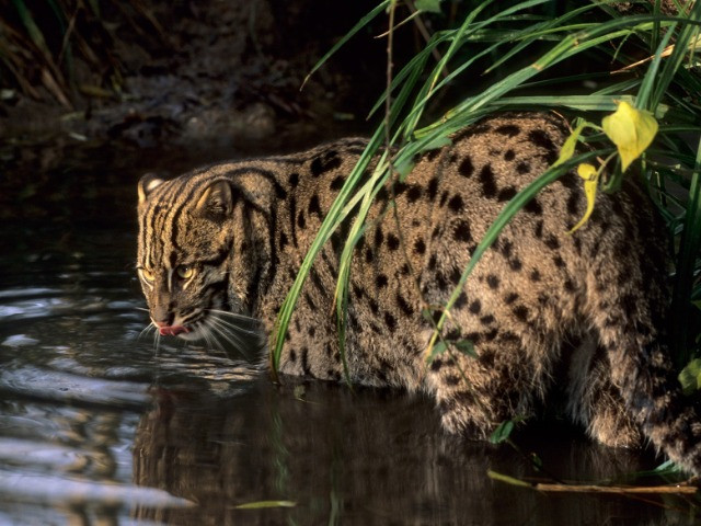 Chilika Lake gets a new ambassador, the Fishing Cat!