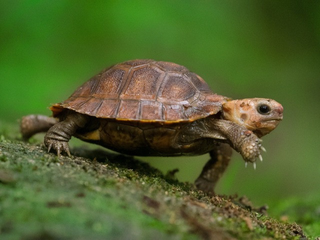 Help! I found a turtle.