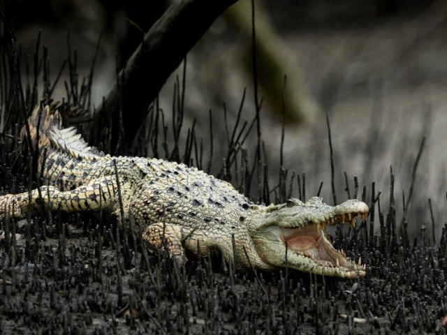 Mutants Of The Animal World