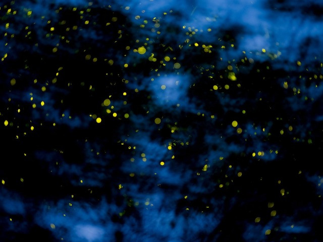 Where Are All The Fireflies?