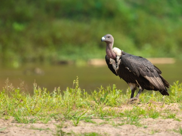 Bagan Bazar's Endangered Vultures