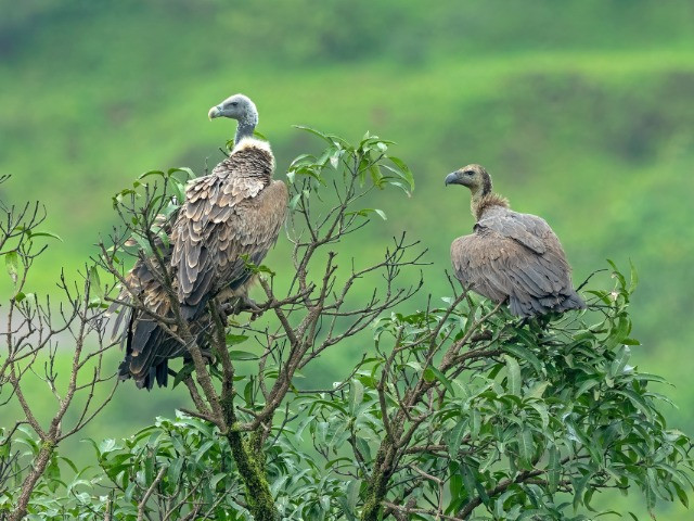 A Birdwatcher's Guide To Nashik