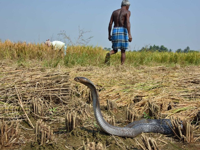 Why Is India The Snakebite Capital Of The World?