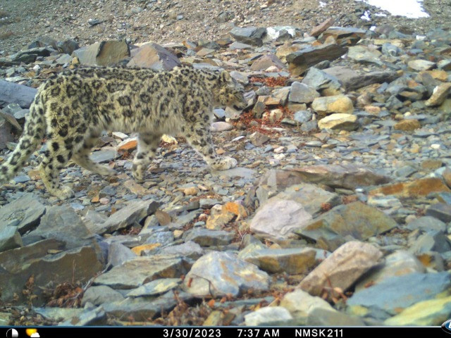 Running Into Snow Leopards At Rudragaira