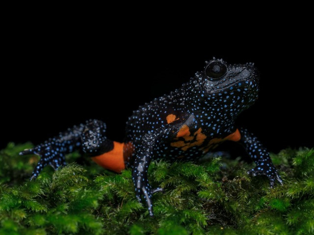 Munnar: South India's Herping Haven