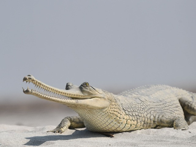 The Crocodiles Of India