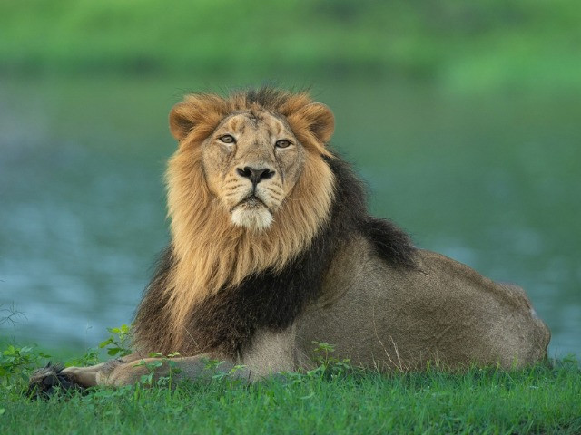 10 Things You Need To Know About Asiatic Lions