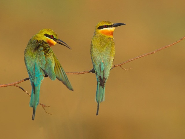 The Bee-Eaters Of India
