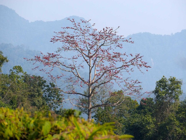 Wandering The Lost World Of Pakke