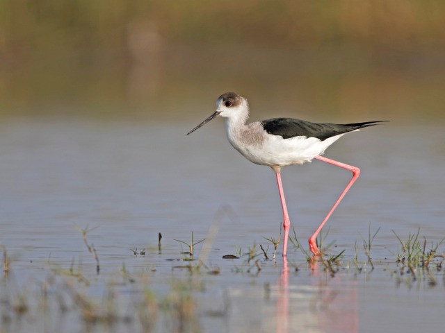 The Dual Life Of Kaliveli Wetlands