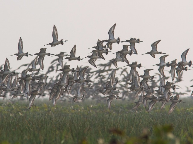 10 Places To Go Birding This Winter