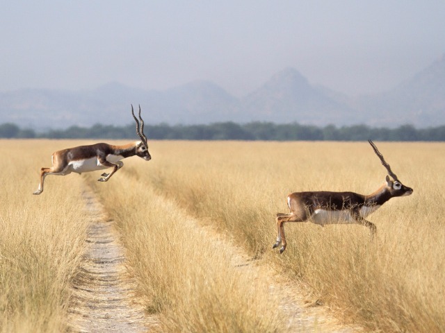 Tal Chhapar