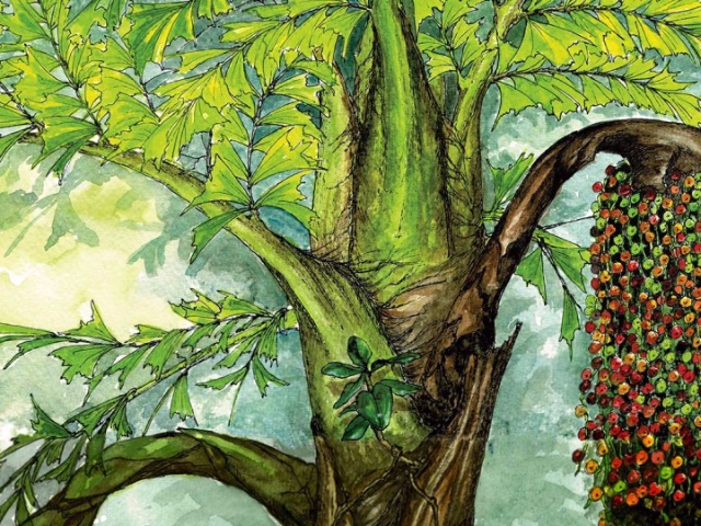 The Secret Life Of Canopies - The Fishtail Palm