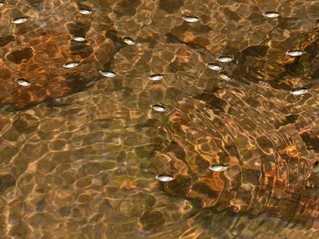 Caught In A Whirl