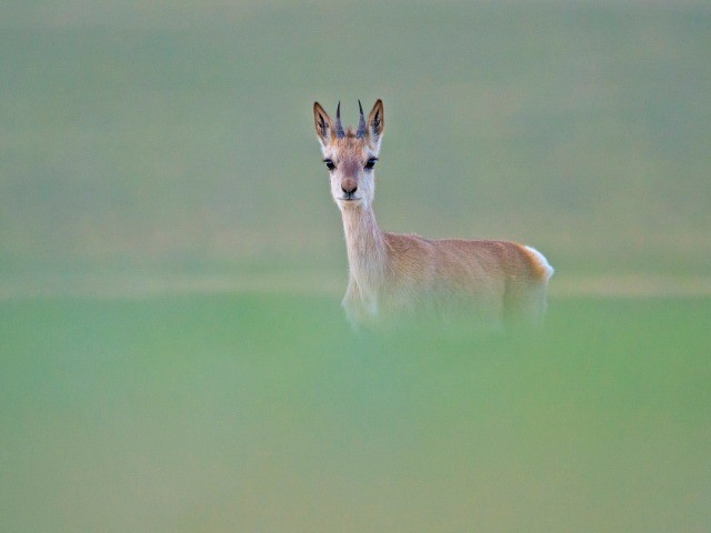 Mind And Frame: Photographing A Rare Species