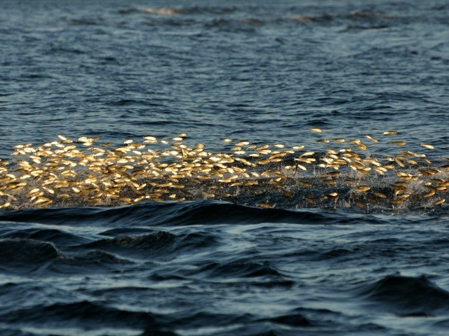 Why Must We Protect Our Oceans?