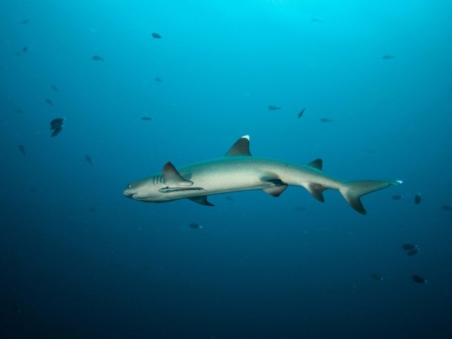 The Sharks In Our Oceans