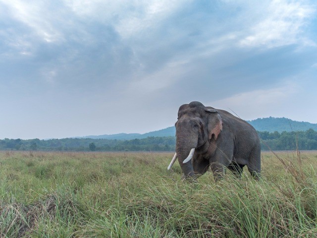 When I Met A Wild Tusker