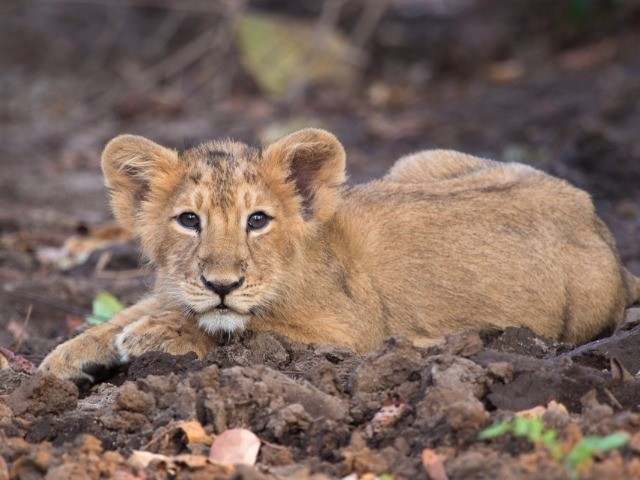 Gir Forest National Park