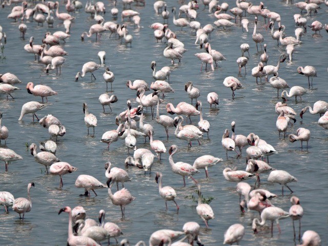 Top 10 Places To Go Birdwatching—Mumbai