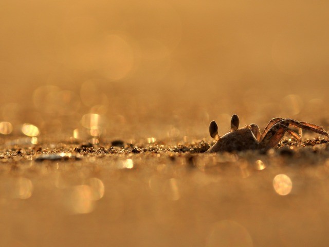 Crab Mentality  