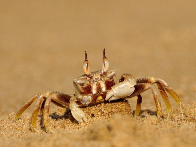 Crabs of Karwar