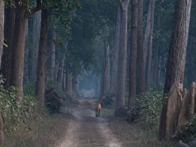 Rogue Forest