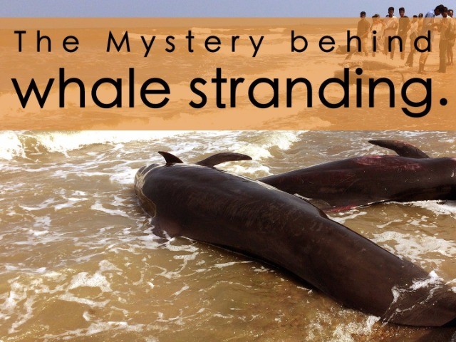 The Mystery Behind Whale Strandings