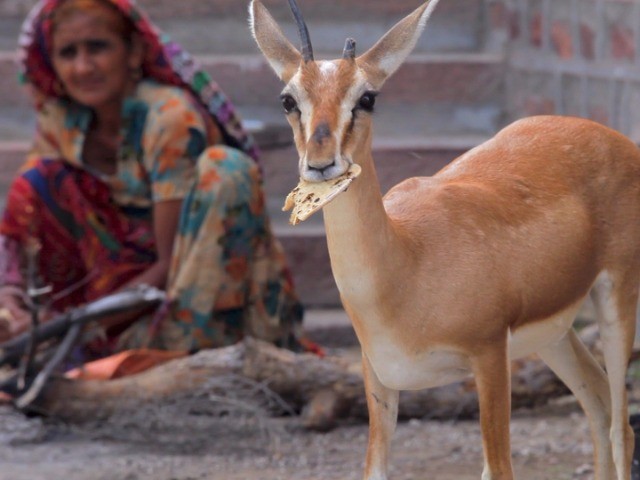 The Shy Chinkara
