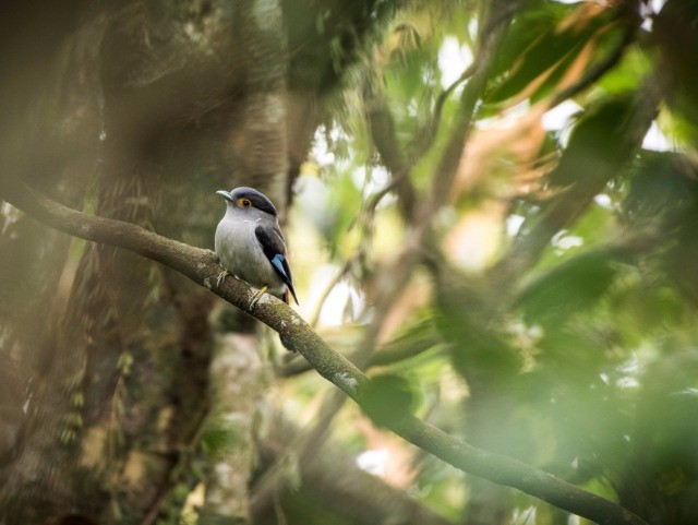 Eaglenest Wildlife Sanctuary