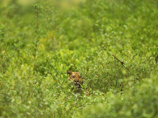 Snapshots From The Sunderbans