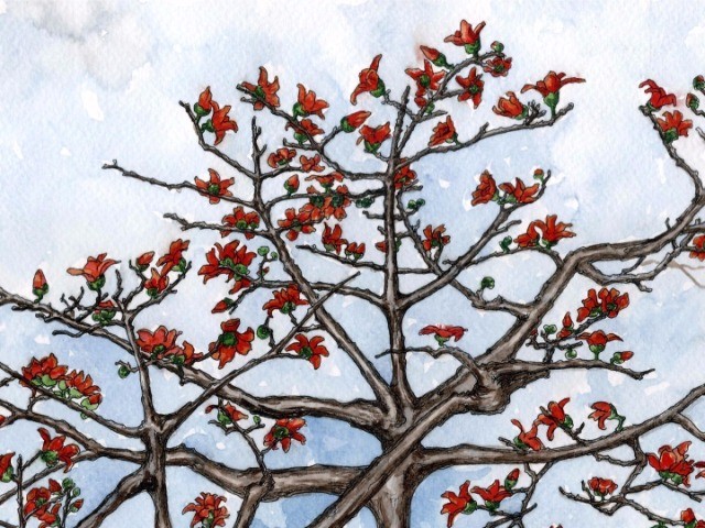 The Secret Life Of Canopies - The Red Silk-Cotton Tree