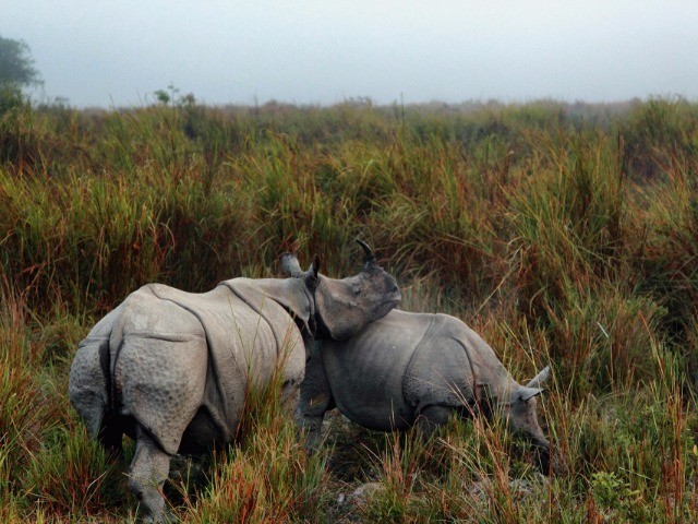 Rhino In My Frame