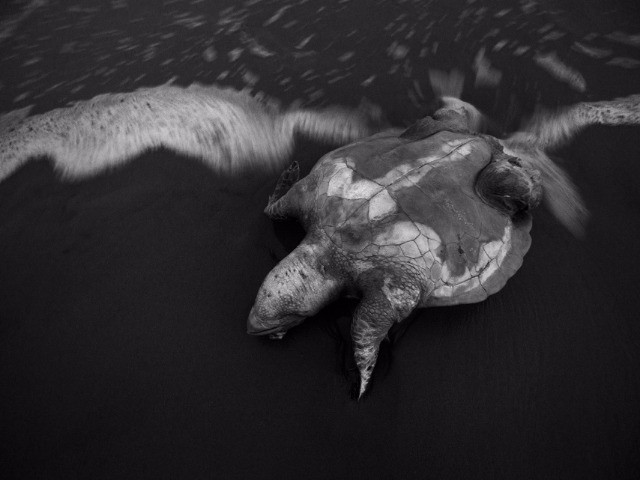 The Olive Ridley Undertaker