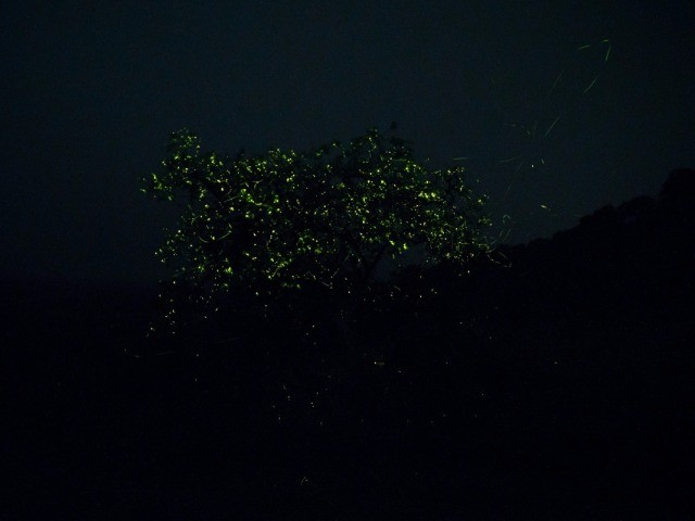 The Flight Of The Fireflies 