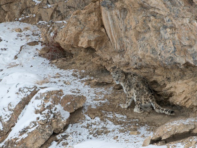 The Grey Ghost Of The Himalayas