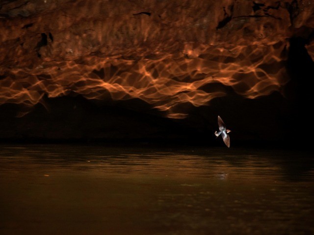 Nature inFocus Photography Awards: Winners – 2015