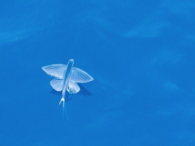 It’s A Bird, It’s A Plane...It’s A Flying Fish!