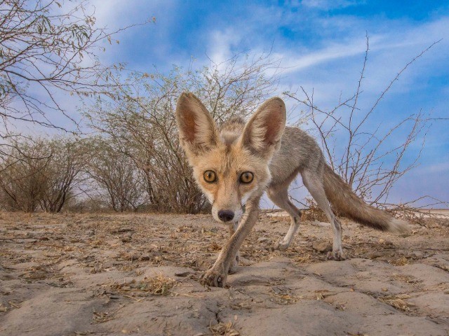 Following The Desert Fox