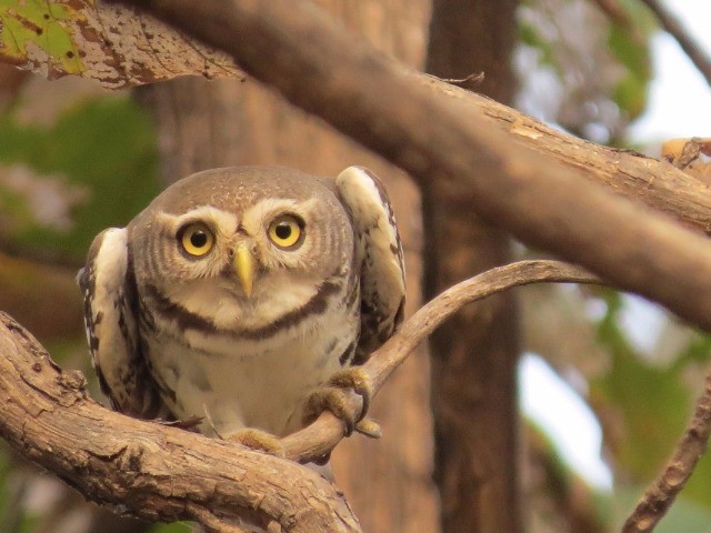 Forest Owlet