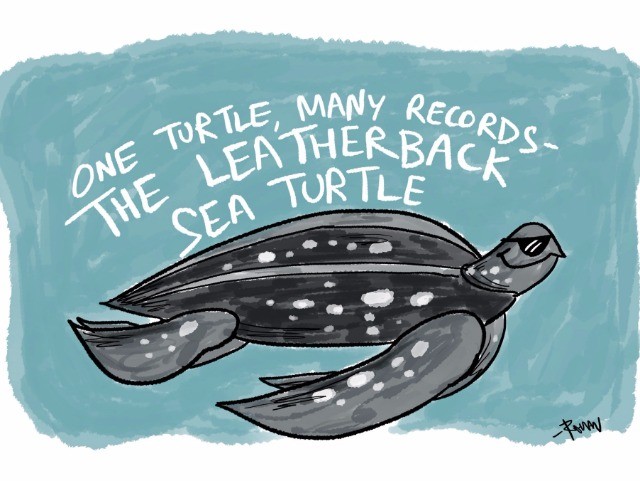 Behold, The Leatherback Sea Turtle
